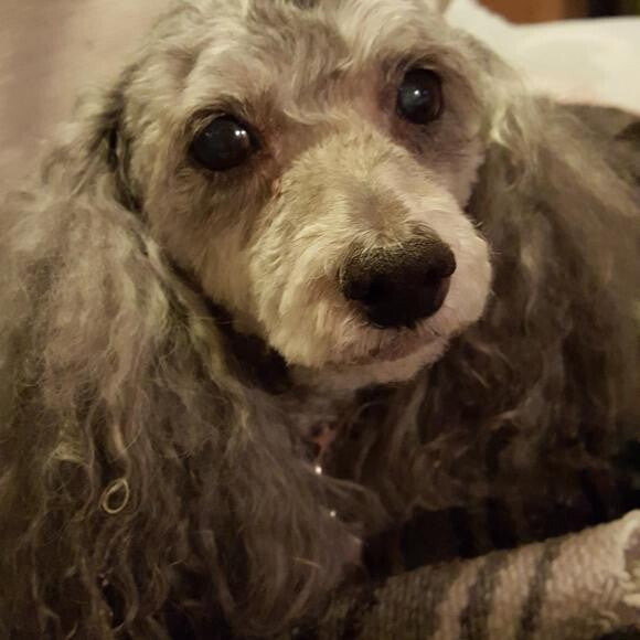 Pepper