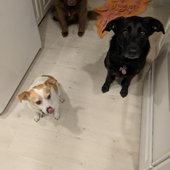 Toby, Luna and Harley