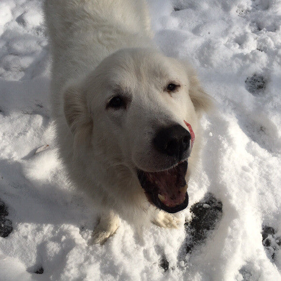 Monty