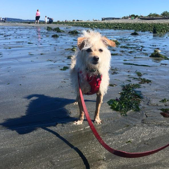 Bea