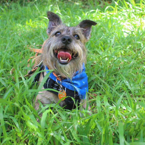 Scrappy