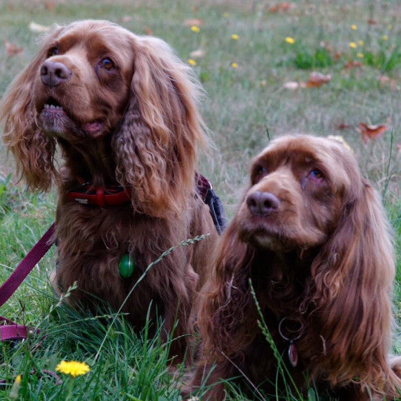 Stanley and Zoey