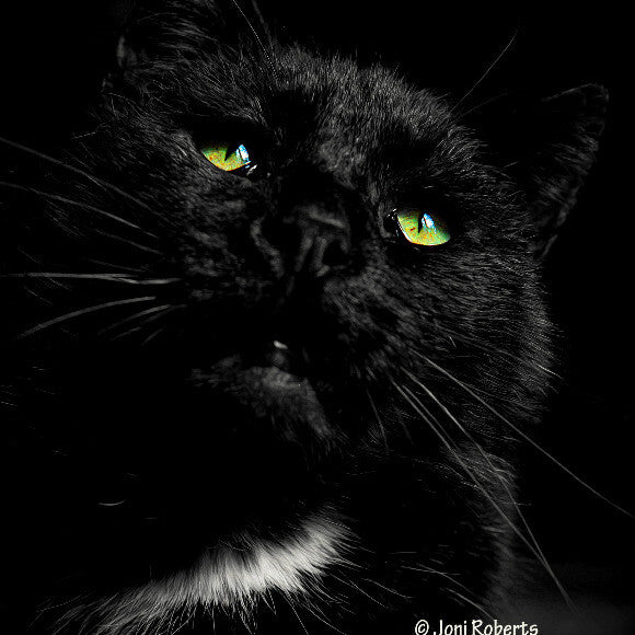 FRANKIE