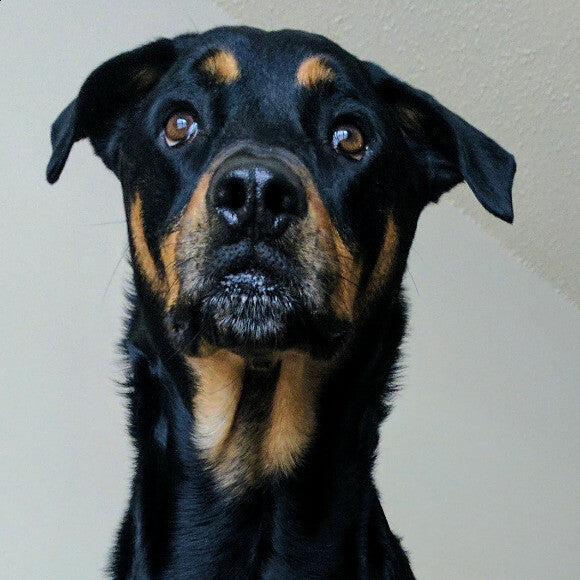 Ted