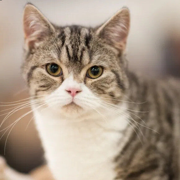 Kaia
