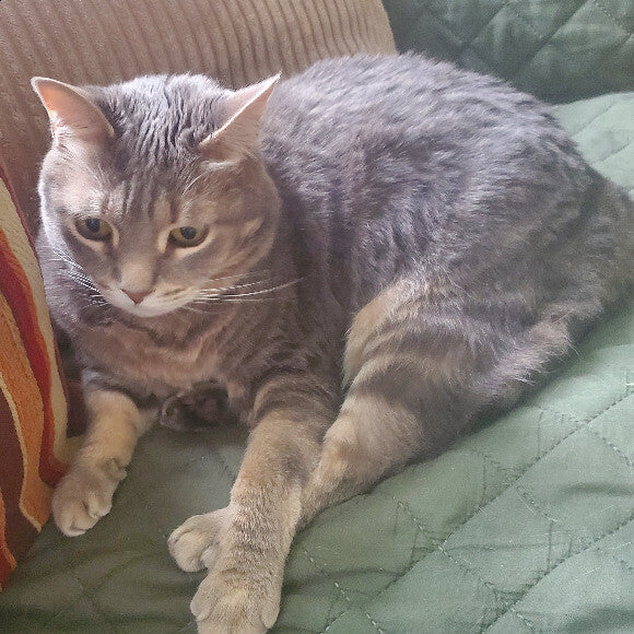 Kitty