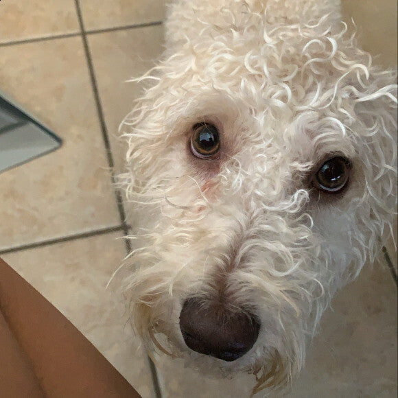 Oso