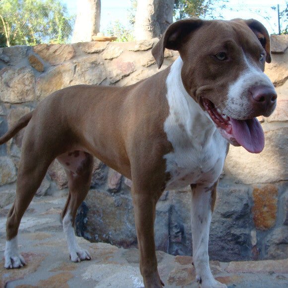 Roxy