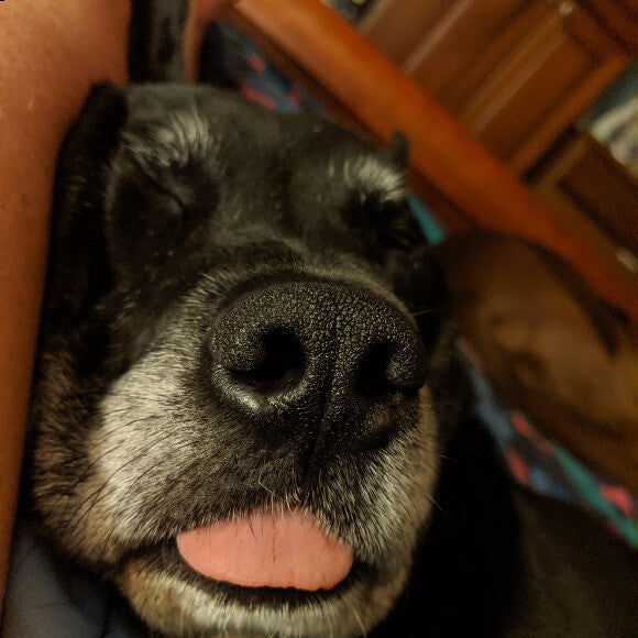 O-dog