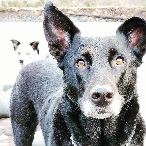 Bella