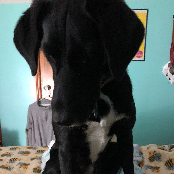 Louie