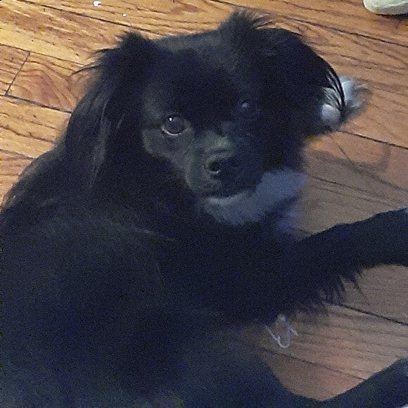 Kanzi