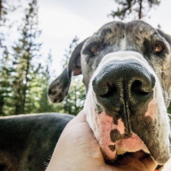 Tobi