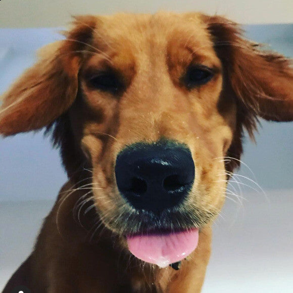Penelope