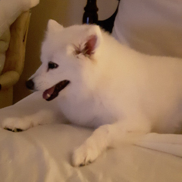 Lady