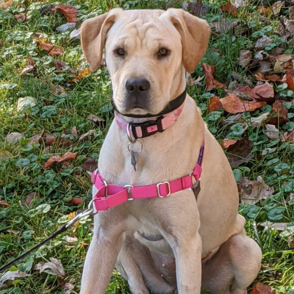 Bella
