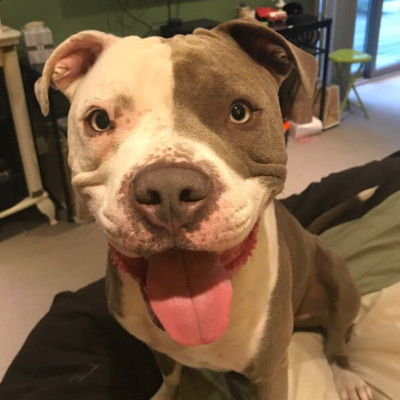 Rocco