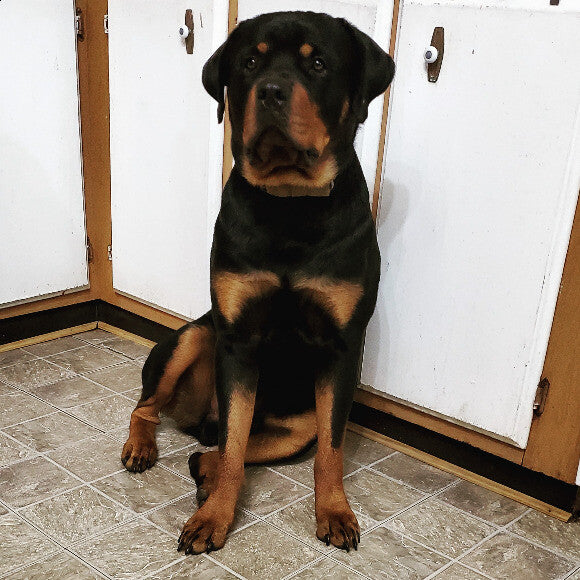 LeRoy
