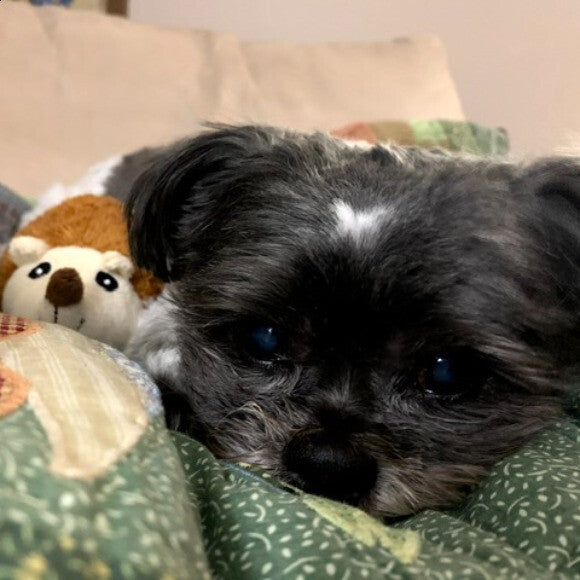 Cookie