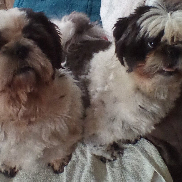 Peanut & Buddy