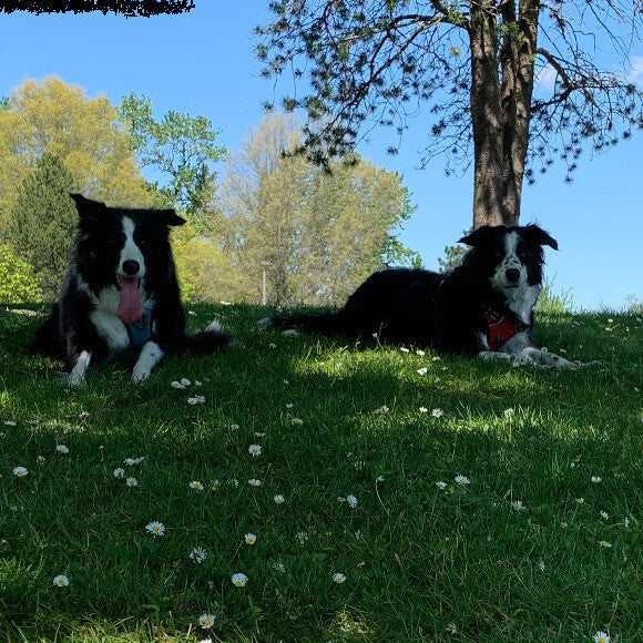Bella & Zoey
