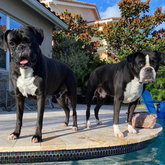 ENZO & ALEX