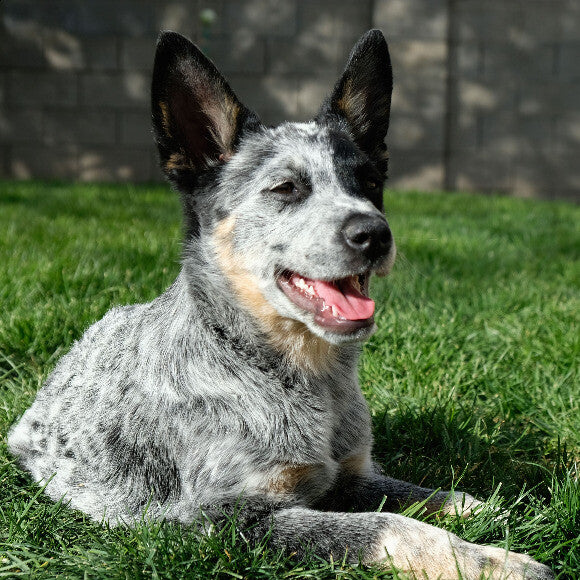 Hayduke