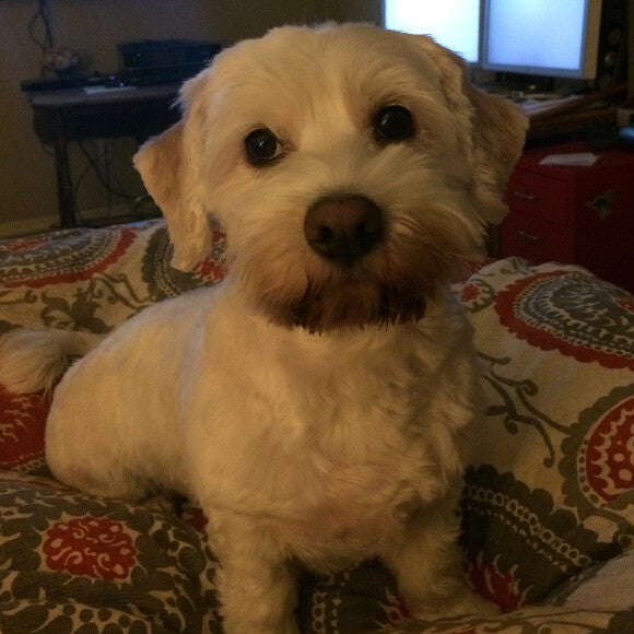 Molly