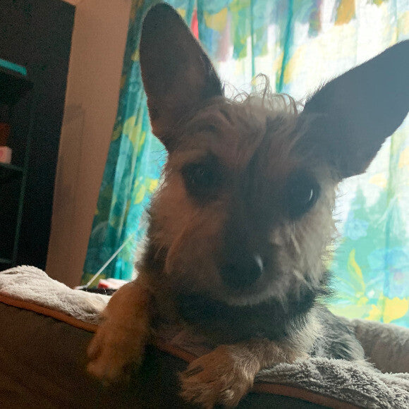 Gigi
