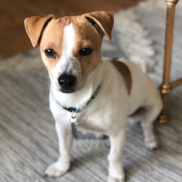 Chili