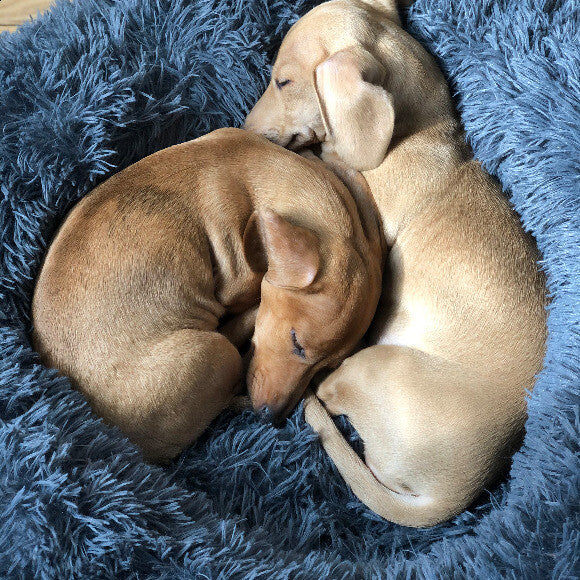 Daisy & Ginger