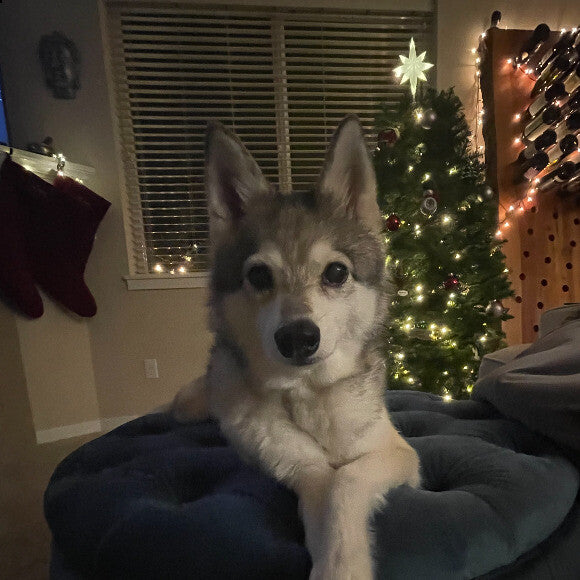 KODA