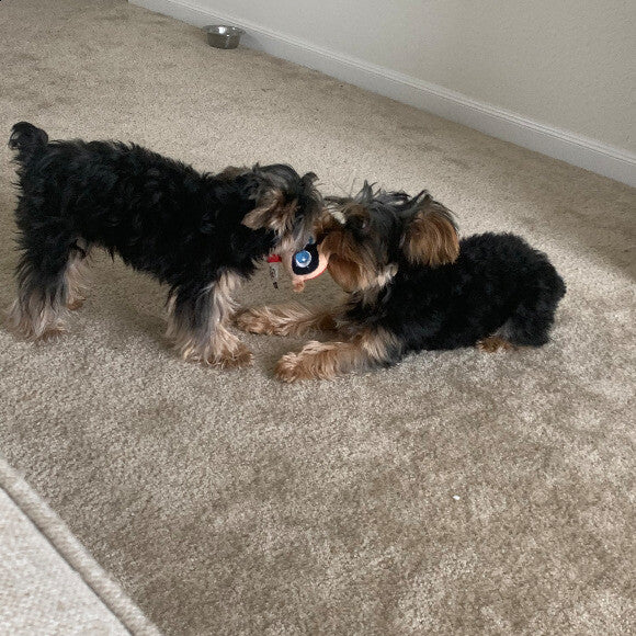 Ace and Axel