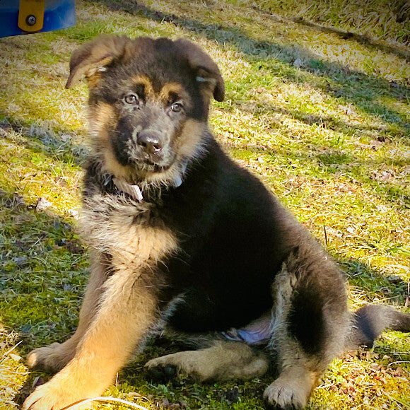 Axel
