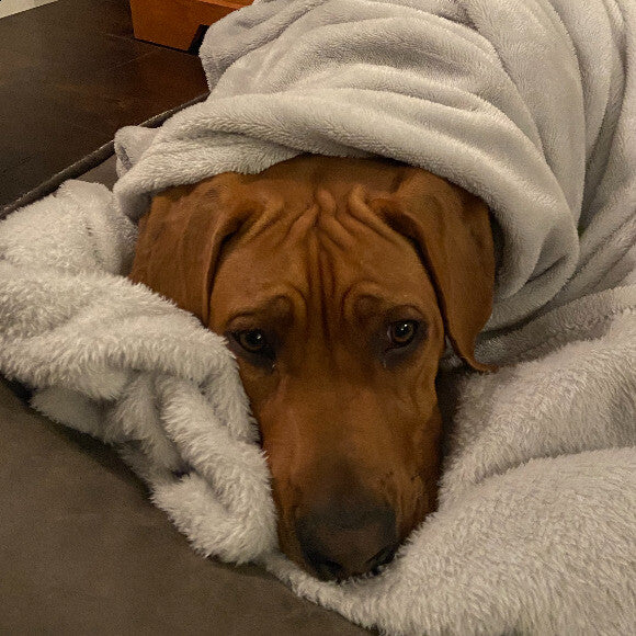 Apollo