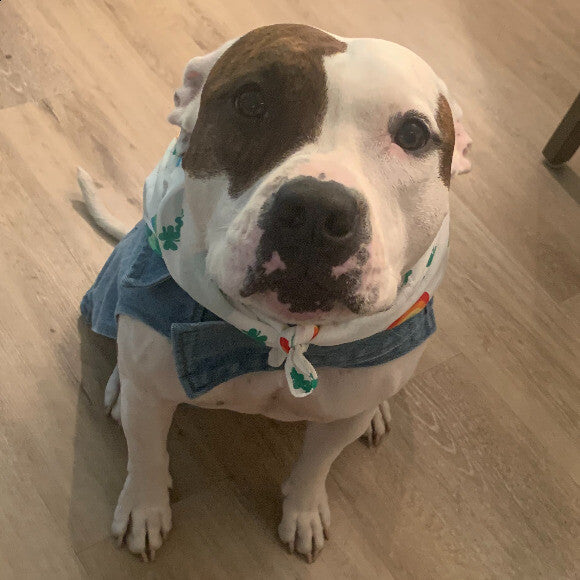 Daisy