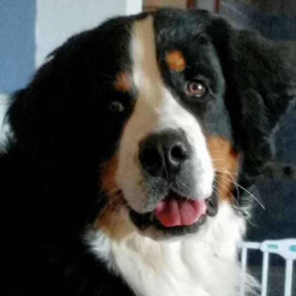 Odie