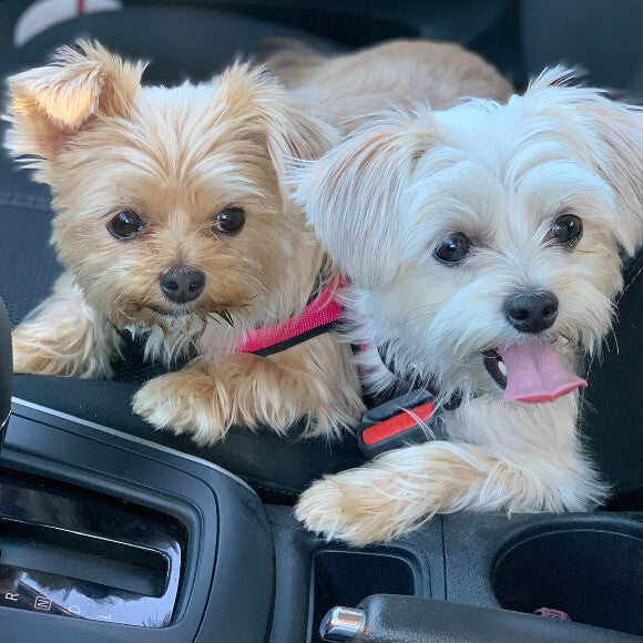 Luna & Layla