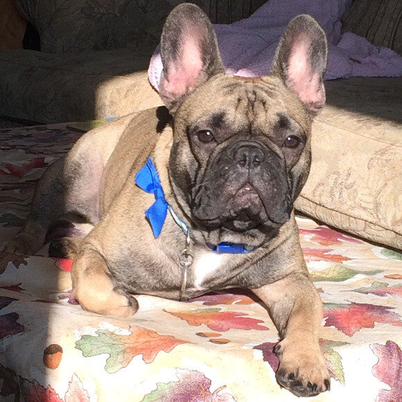 Frankie