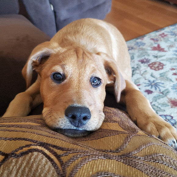 Cosmo