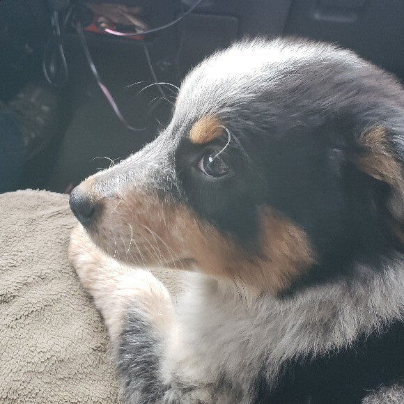 Bailey