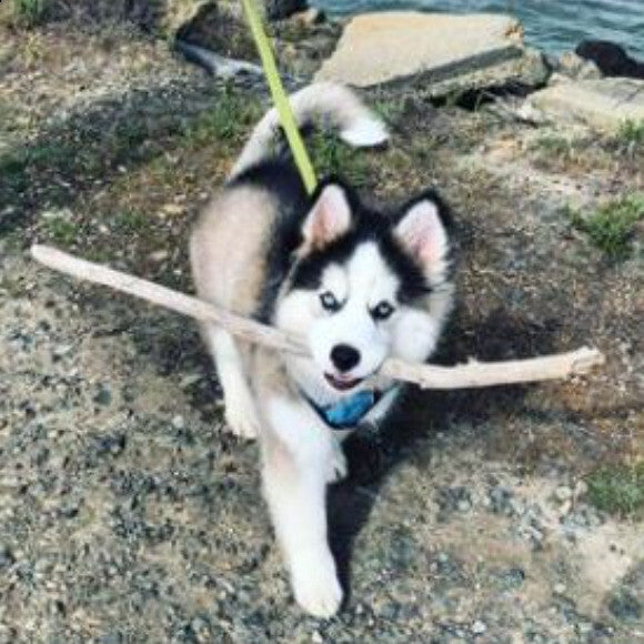 Milo