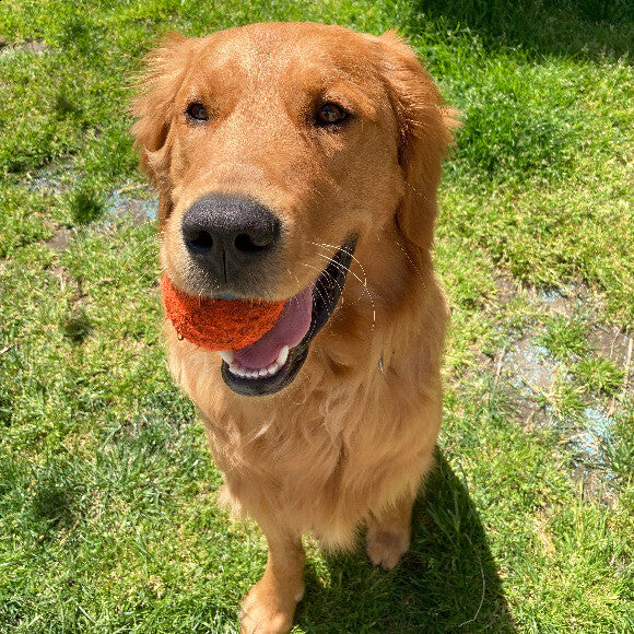 Bodhi