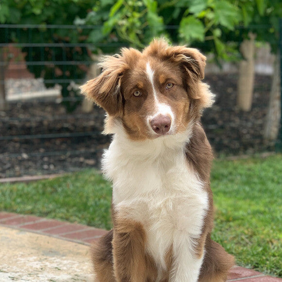 Winston
