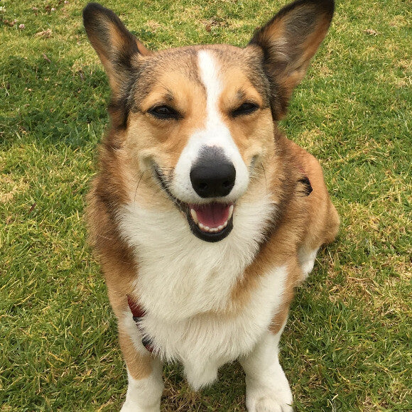Scout