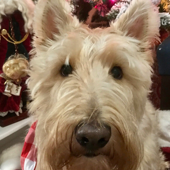 Caesar