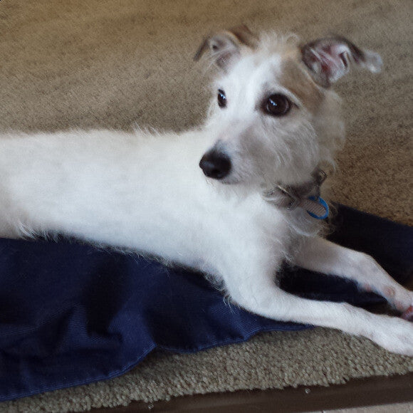 Murphy