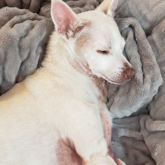 Paco