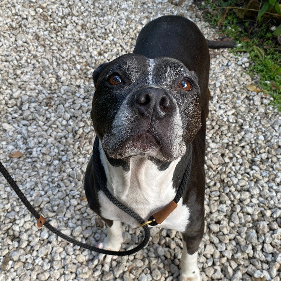 Joni