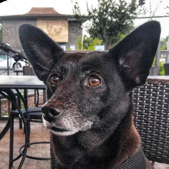 Lily